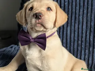 Labrador Retriever dogs Gorgeous Labrador puppies from good working lines - Advert 3