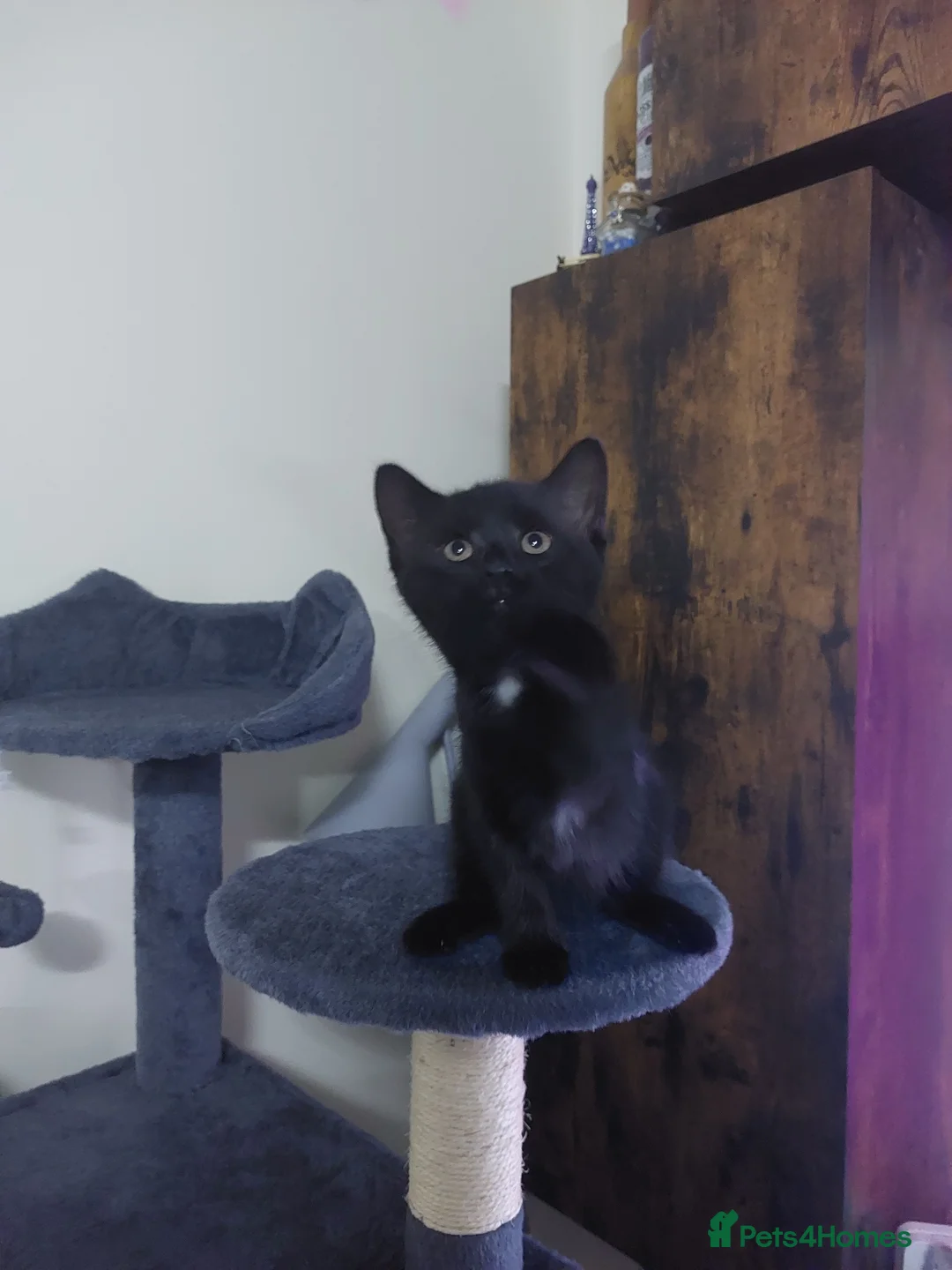 Mixed Breed cats for sale: Tabby kittens - Advert 2