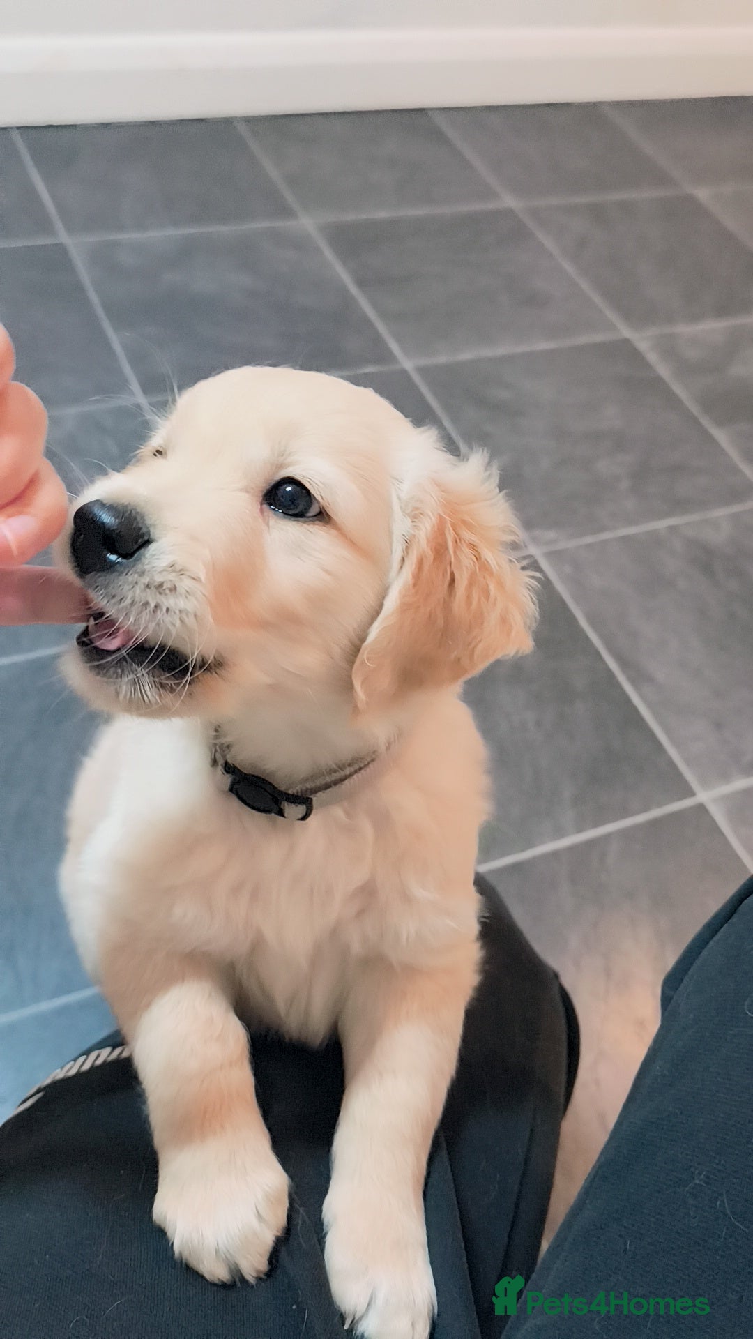 Golden Retriever dogs for sale: Gorgeous golden retriever puppies 🐕 - Advert 14