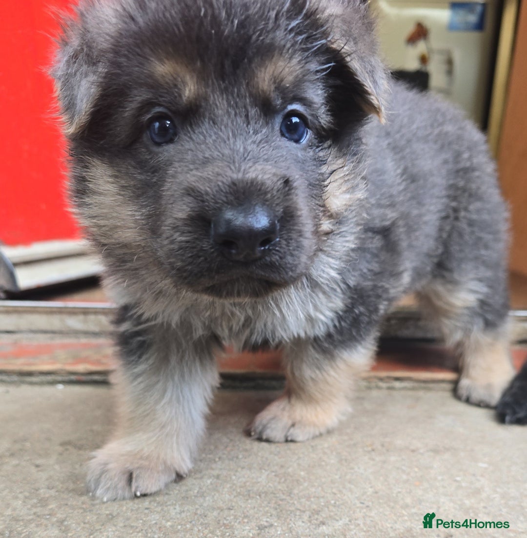 German Shepherd dogs for sale: Ready this Thur 17 July KCReg GSD 1 boy left £1300 in Kingussie - Image 16