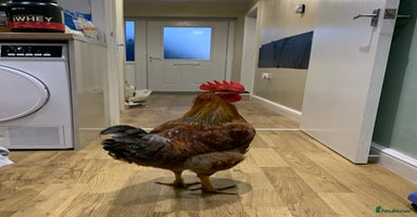 Chickens poultry - Advert 11