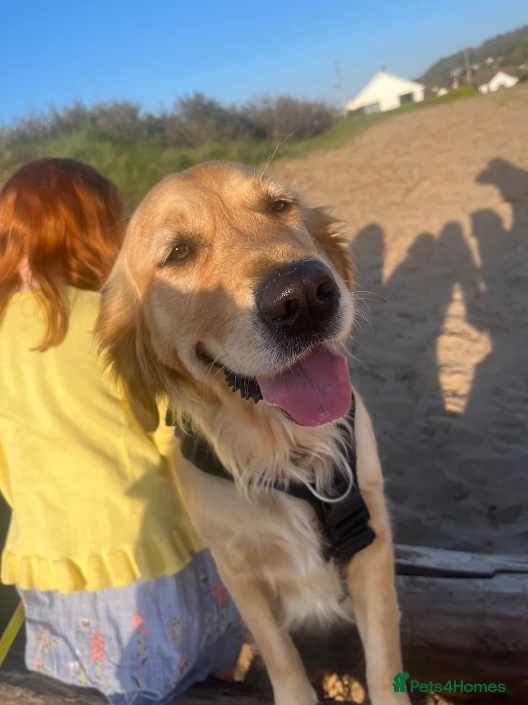 Golden Retriever dogs for sale: Beautiful golden retriever puppies  in Bristol - Advert 6