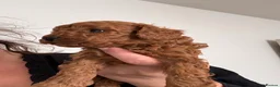 Toy Poodle dogs for sale: 3 Tiny Red Toy Poodle Boys | KC Registered ⭐️ - Advert 12