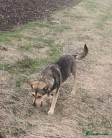 Mixed Breed dogs 🐺 WOLFIE – A Brave Soul Ready for a New Life 🖤 - Advert 2