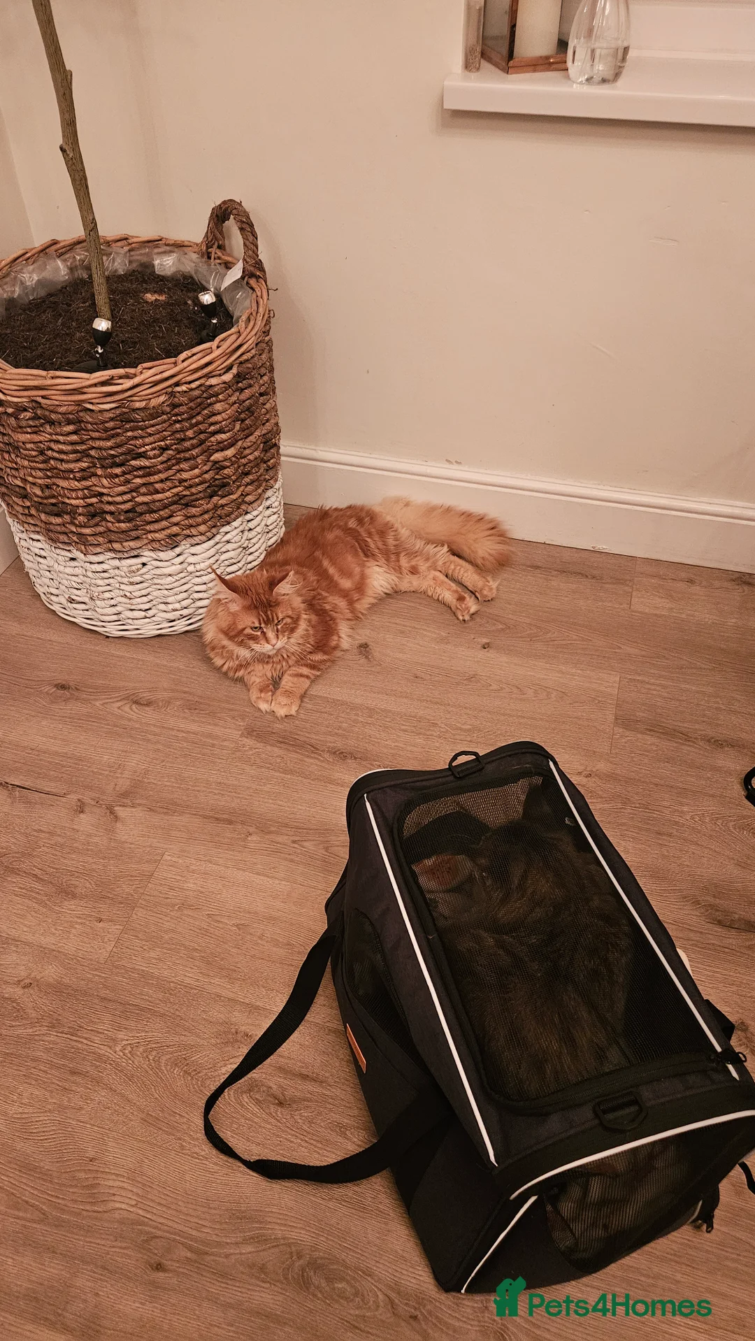 Maine Coon cats for sale: Adorable Main coon kittens - Advert 4