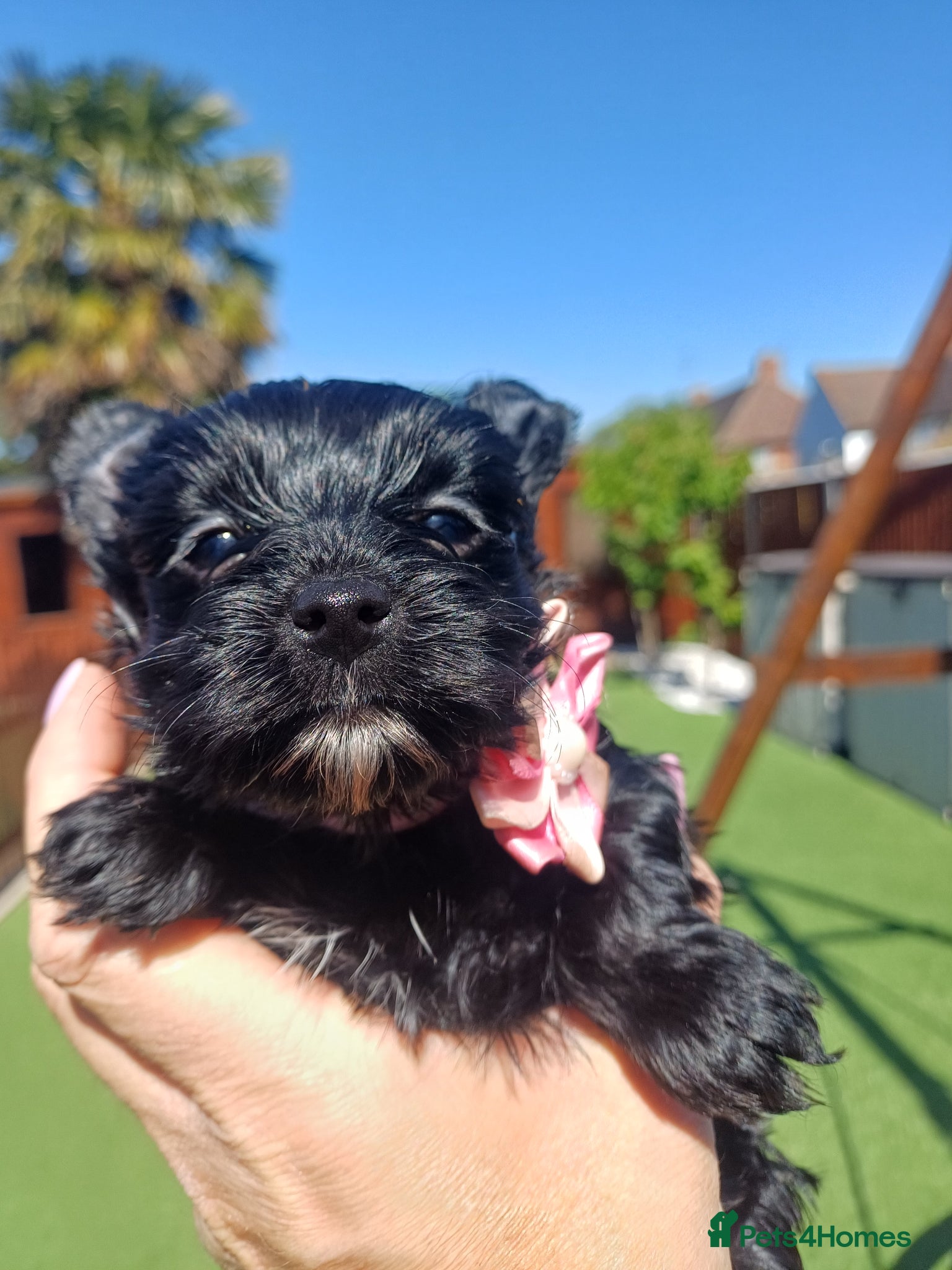 Yorkshire Terrier dogs Ready go new homes! Rare Black Yorkshire Terrier  - Advert 14
