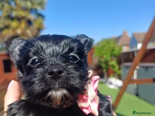 Yorkshire Terrier dogs Ready go new homes! Rare Black Yorkshire Terrier - Advert 14