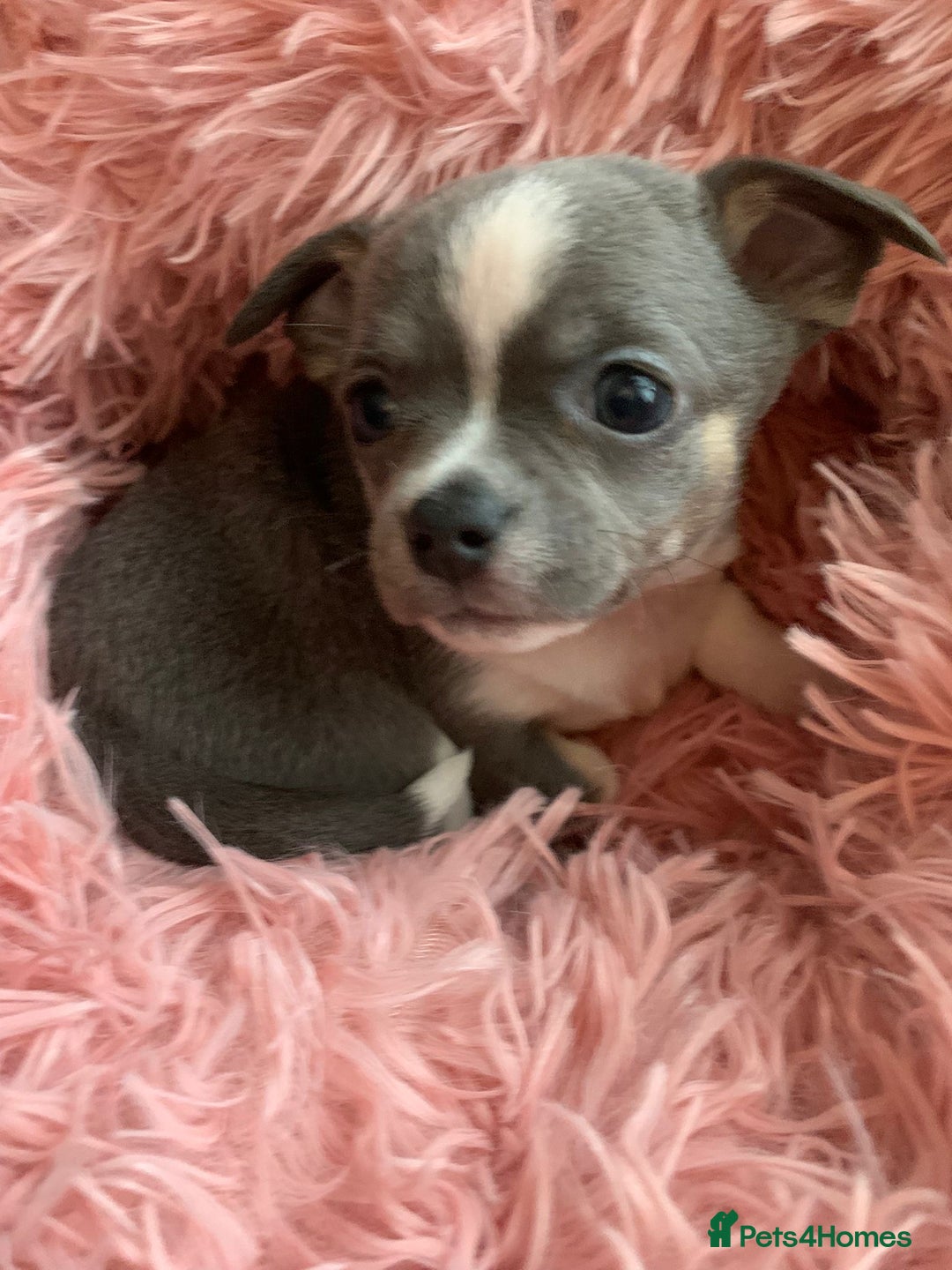 Chihuahua dogs for sale: Beautiful black & blue tri chihuahua puppies  - Advert 18