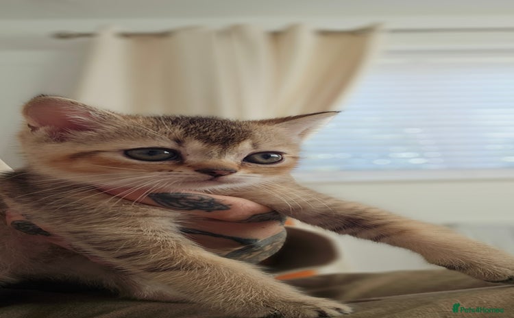 British Shorthair cats - Advert 2