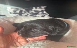 Labrador Retriever dogs for sale: EXCELLENT &UNIQUE LAB PUPPIES AV 12 NOV £1450 - Image 30