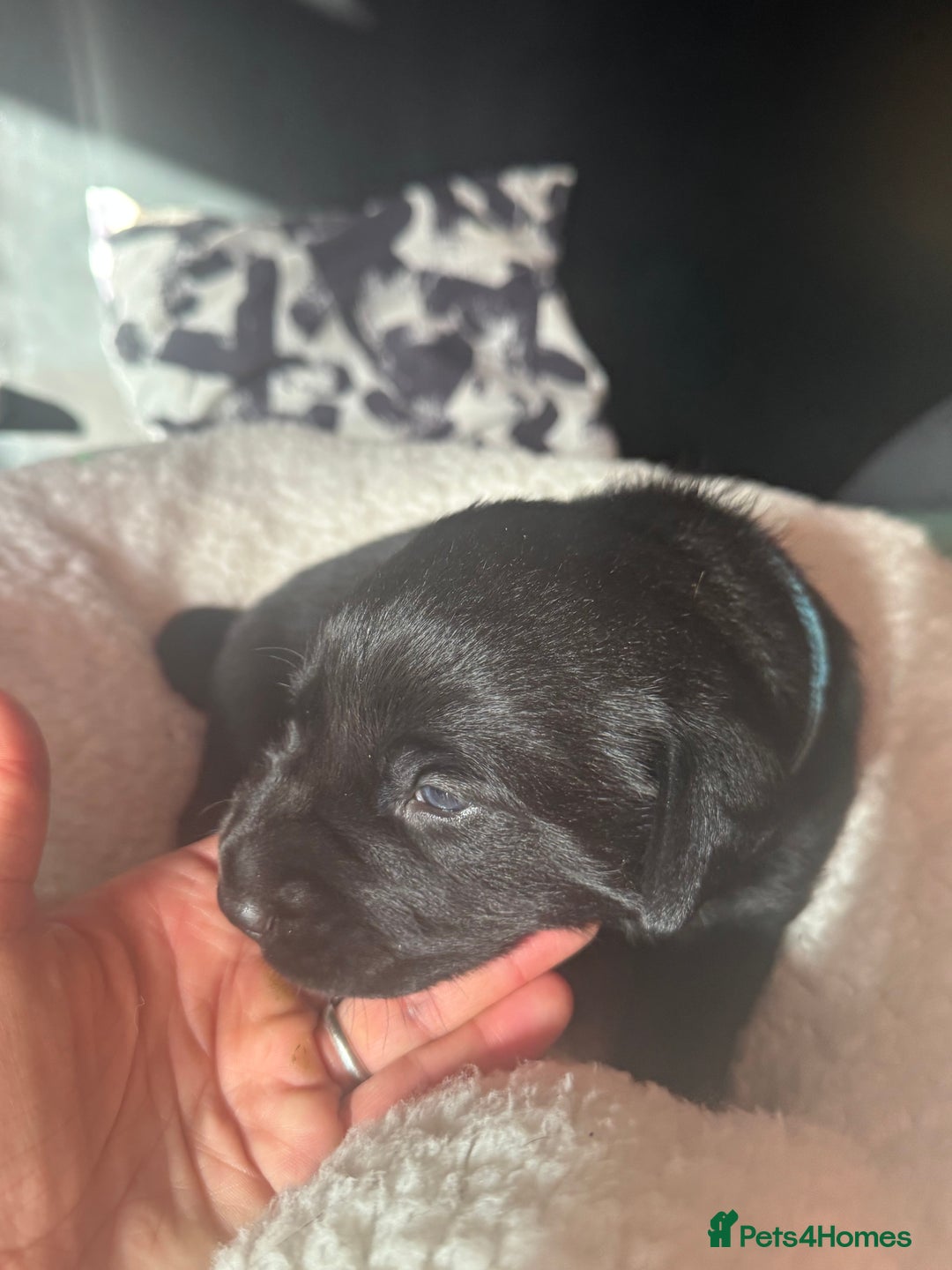 Labrador Retriever dogs for sale: EXCELLENT &UNIQUE LAB PUPPIES AV 12 NOV £1450 - Image 30