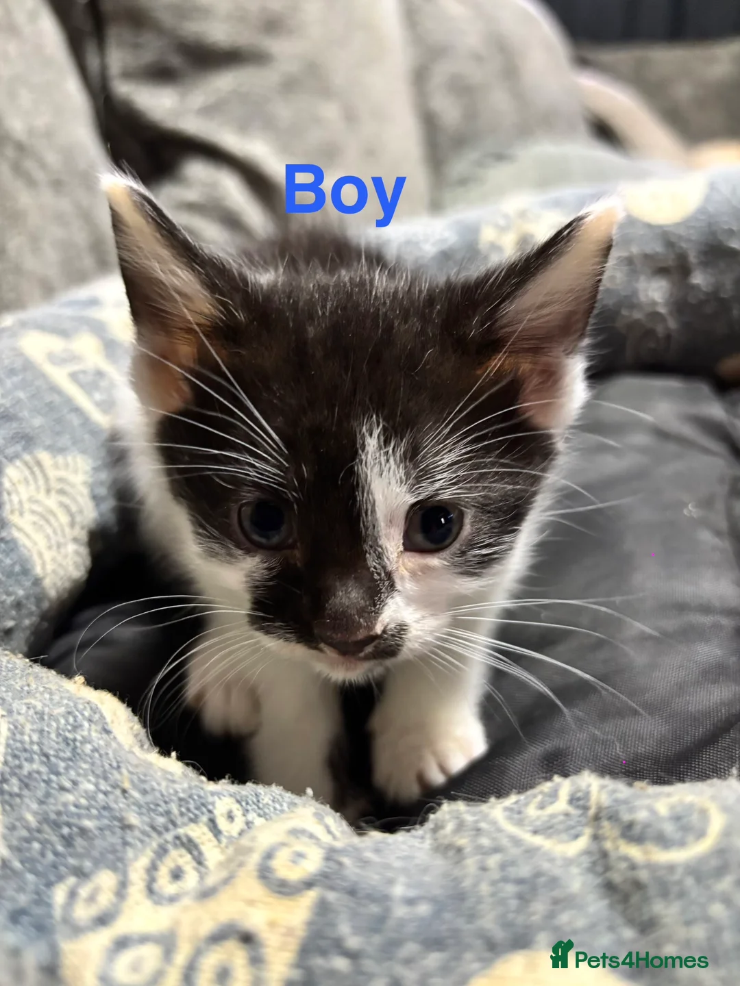 Mixed Breed cats for sale: Mixed litter of adorable kittens - Advert 1