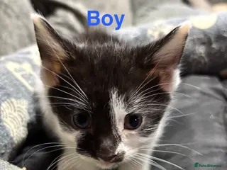 Mixed Breed cats Mixed litter of adorable kittens - Advert 1