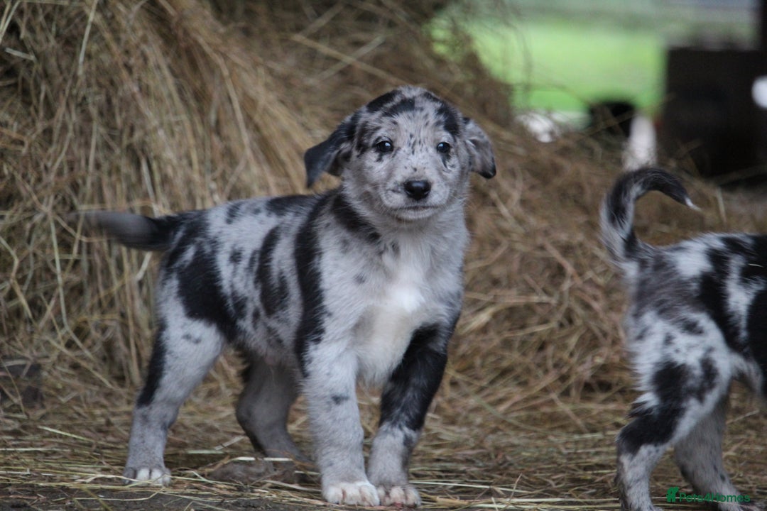 Borador dogs for sale: Labrador x Collie puppies - Image 14