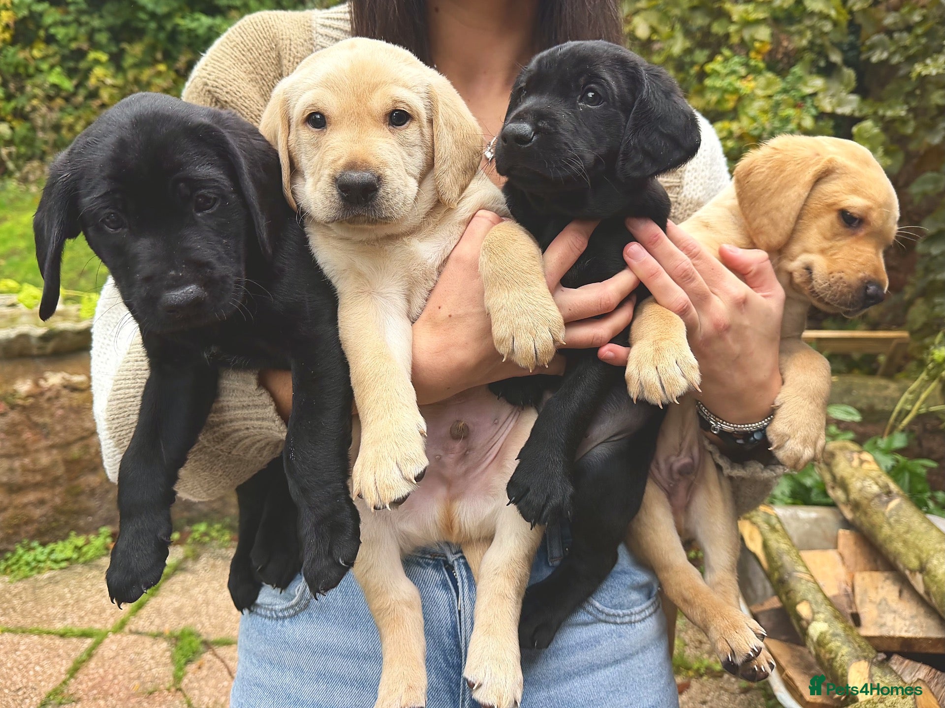 Labrador Retriever dogs 🐾 Outstanding KC Labrador pups Top Health Tested - Advert 1