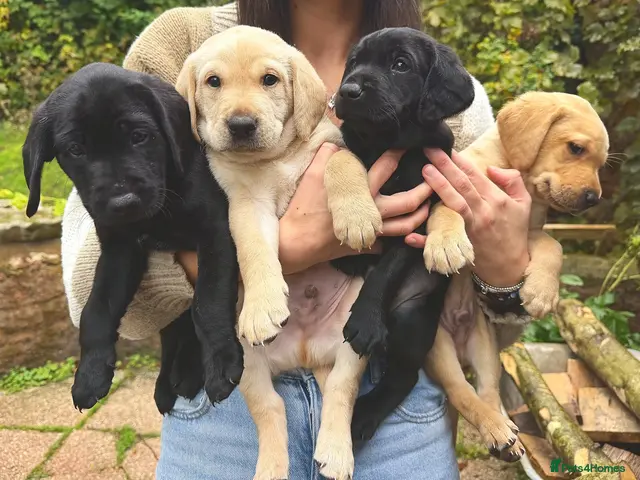 Labrador Retriever dogs 🐾 Outstanding KC Labrador pups Top Health Tested - Advert 1