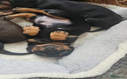 Miniature Dachshund dogs for sale: Puppy 1 boy Black & Tan  - Image 15