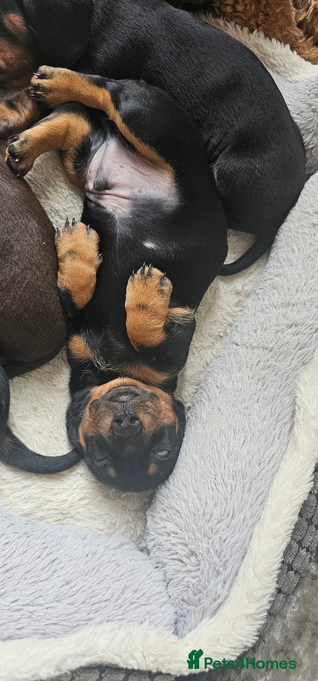 Miniature Dachshund dogs for sale: Puppy 1 boy Black & Tan  - Image 15