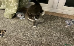 British Shorthair cats for sale: British short hair kittens  - Image 2