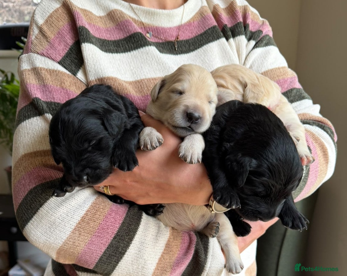 Mixed Breed dogs (2 reserved) Golden Retriever x Collie Pups - Advert 2