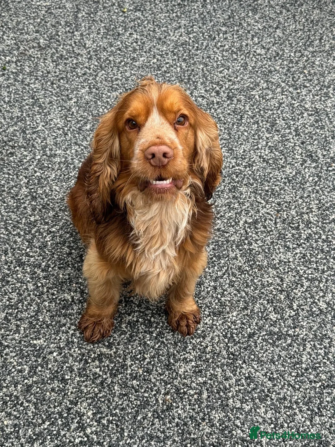 Cocker Spaniel dogs for stud: A sable kc reg show type cocker spaniel stud in Market Drayton - Advert 7