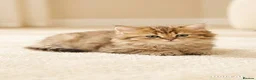 British Longhair cats for sale: ✨ STUNNING BRITISH LONGHAIR KITTENS – 5 AVAILABLE✨ - Advert 4