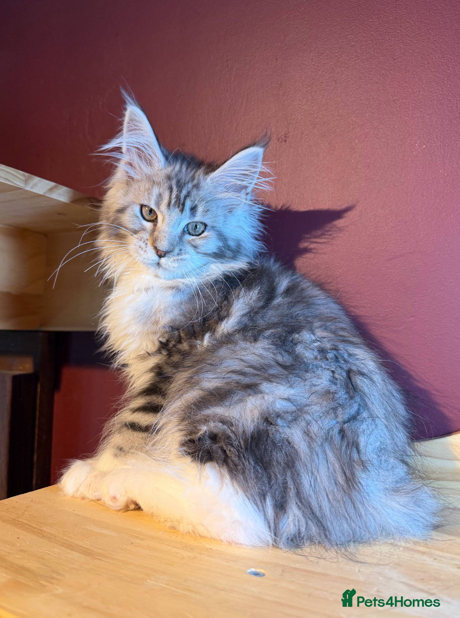 Maine Coon cats Maine Coons with Tests, Papers, Vet Checks & Vacc. - Advert 7