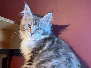 Maine Coon cats Maine Coons with Tests, Papers, Vet Checks & Vacc. - Advert 7