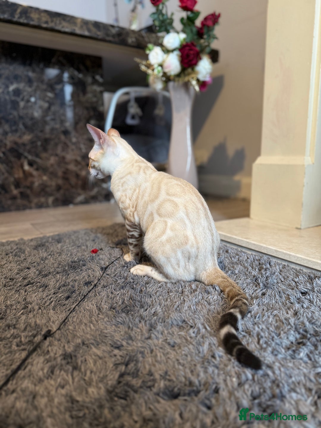 Bengal cats for sale: TICA registered snow lynx Bengal Kittens in Reading - Image 12