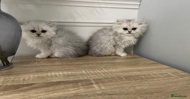 Persian cats - Advert 4