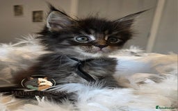 Maine Coon cats for sale: Maine coon kittens - Image 30