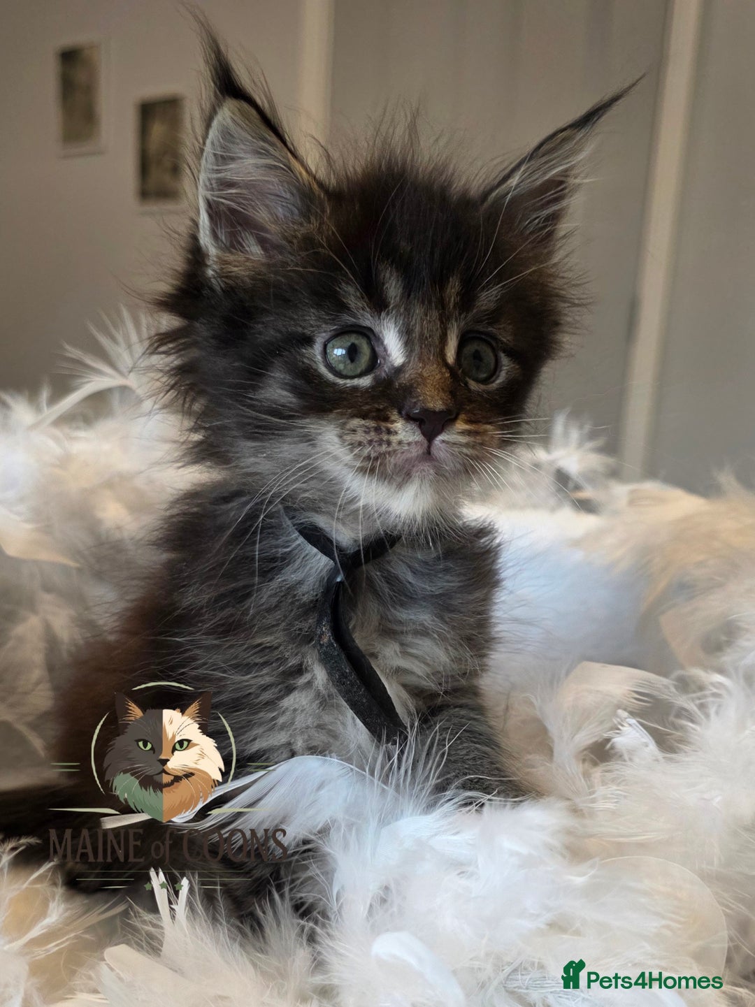 Maine Coon cats for sale: Maine coon kittens - Image 30
