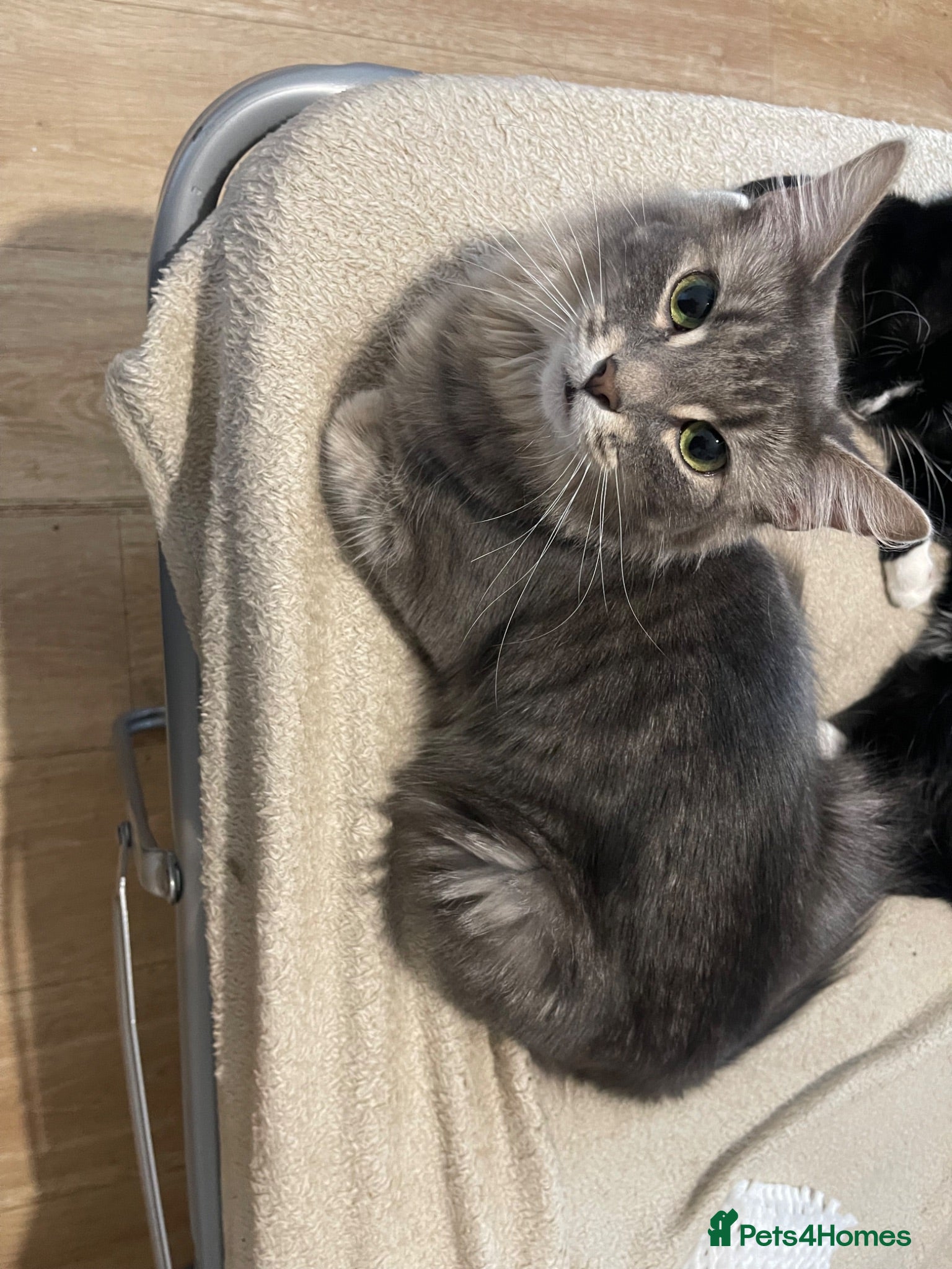 Turkish Angora cats Sarabi🥹 - Advert 4