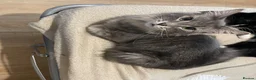 Turkish Angora cats for sale: Sarabi🥹 - Advert 1
