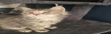 Maine Coon 3