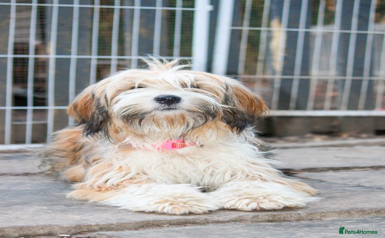 Mixed Breed dogs Tibetan & Cairn Dogs looking for new homes  - Advert 1