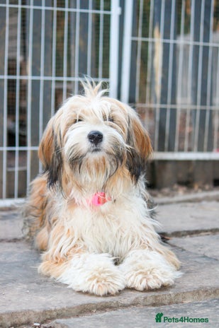 Mixed Breed dogs Tibetan & Cairn Dogs looking for new homes - Advert 1