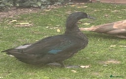 Ducks poultry for sale: 4 ducks for sale  - Image 5