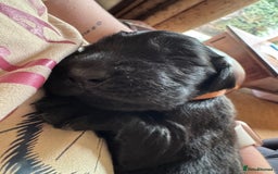 Flat coated Retriever dogs for sale: Flat coat Retriever puppies  - Image 6