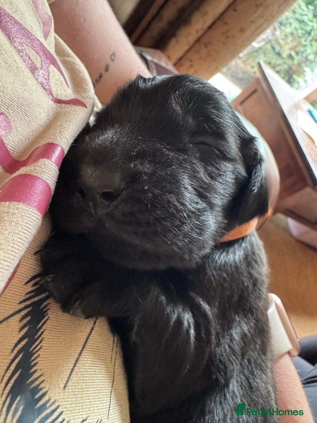 Flat coated Retriever dogs for sale: Flat coat Retriever puppies  - Image 6