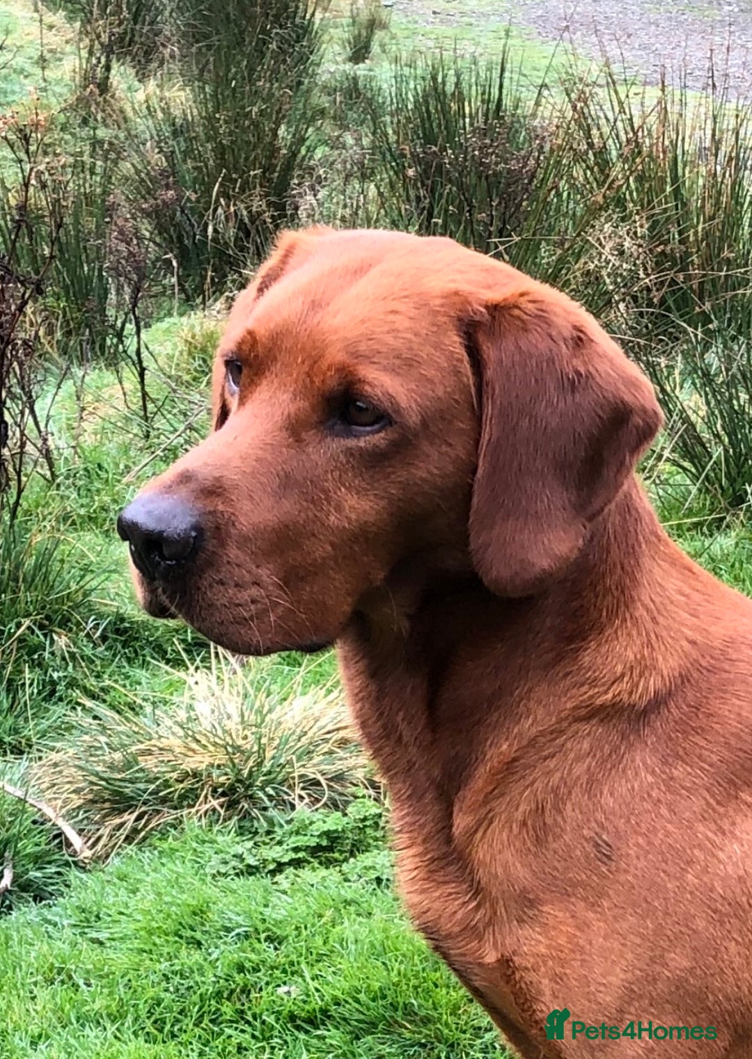 Labrador Retriever dogs for stud: CLAYBROW RED RAMBLER available for Stud (Proven) in Southport - Advert 1