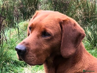 Labrador Retriever dogs CLAYBROW RED RAMBLER available for Stud (Proven) in Southport - Advert 1