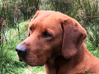 Labrador Retriever dogs CLAYBROW RED RAMBLER available for Stud (Proven) in Southport - Advert 16