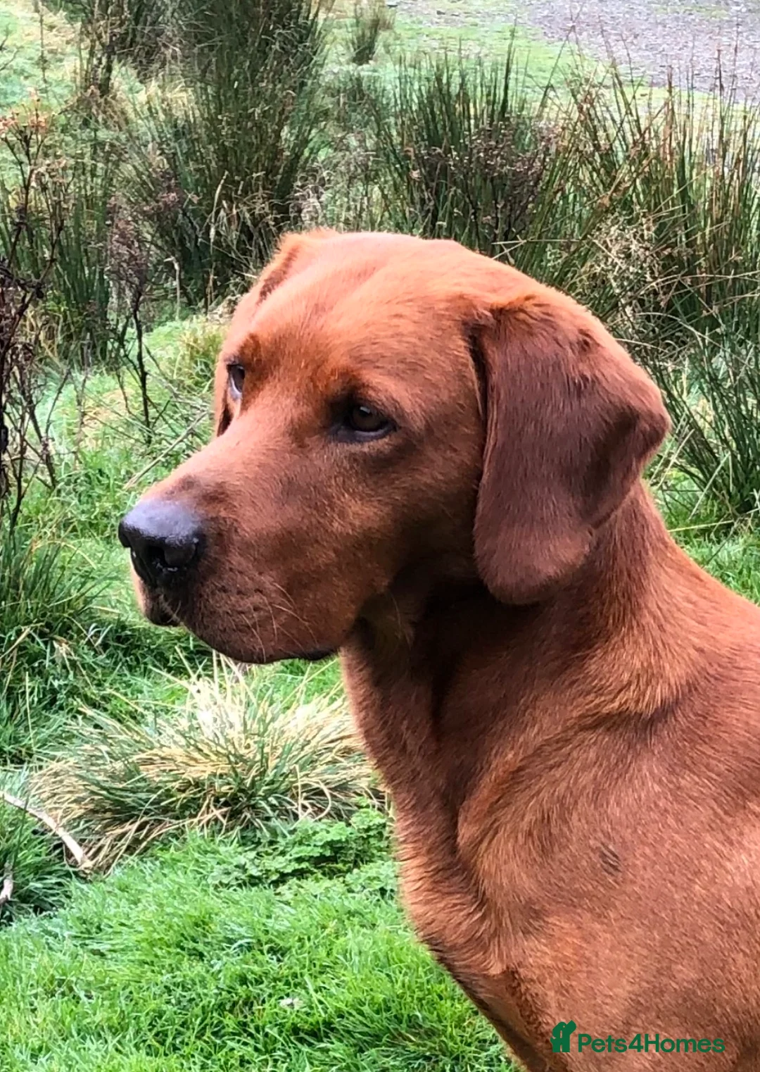 Labrador Retriever dogs for stud: CLAYBROW RED RAMBLER available for Stud (Proven) in Southport - Advert 1