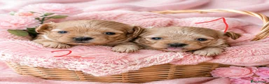 Maltipoo 2