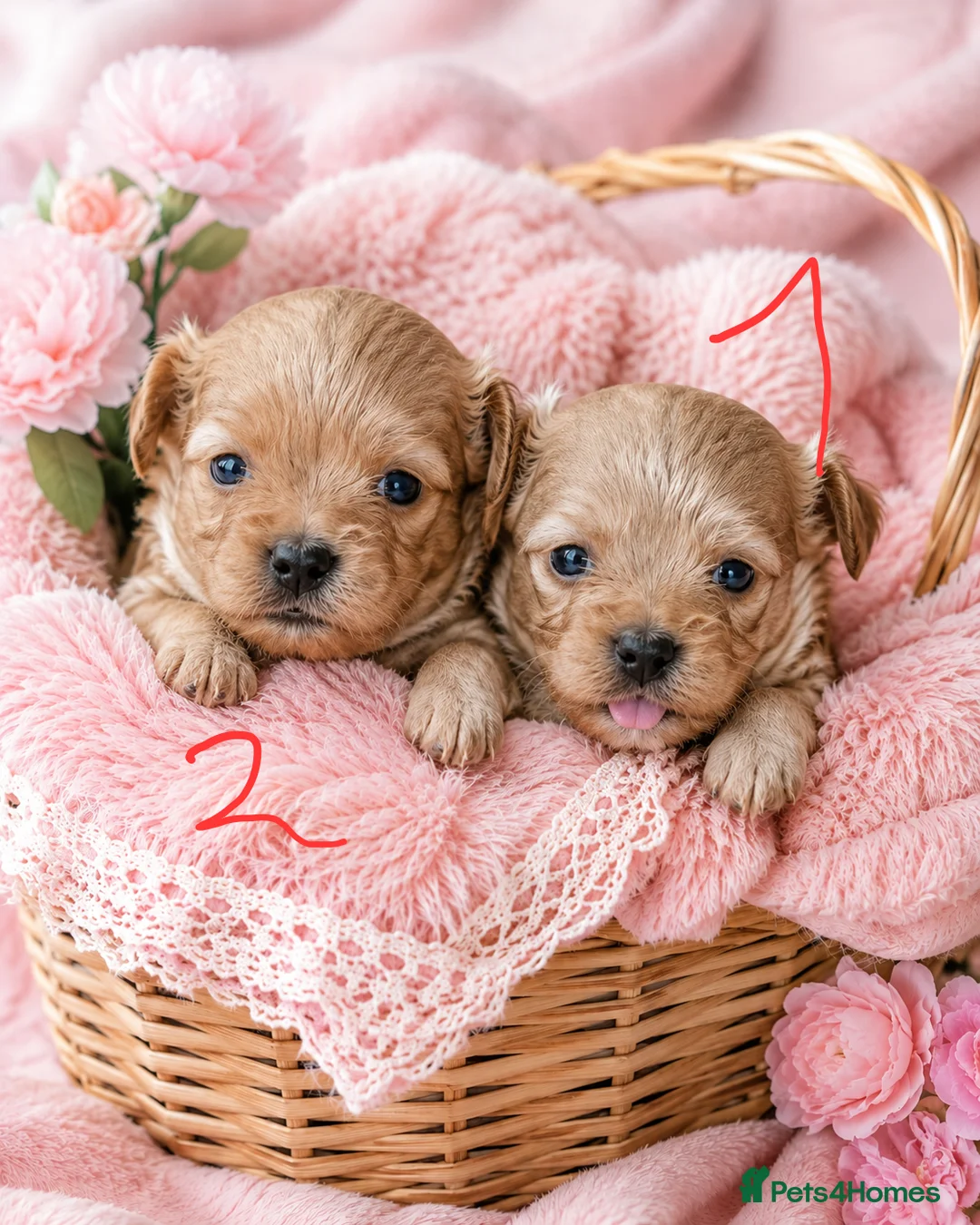 Maltipoo dogs for sale: Tiny MaltiPoo Girls 🐾 - Advert 2