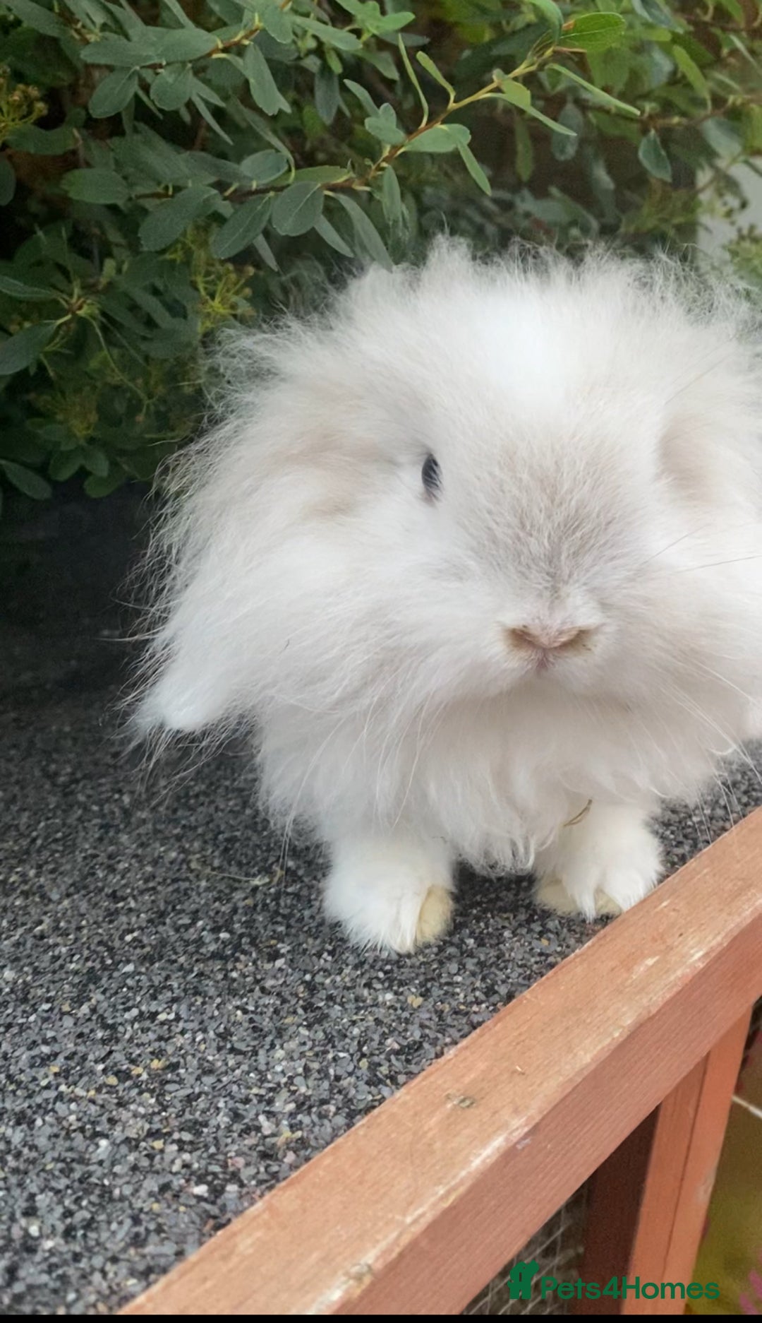 Mini Lop rabbits for sale: Mini Lop and Mini Lion Lop bunnies - Image 3