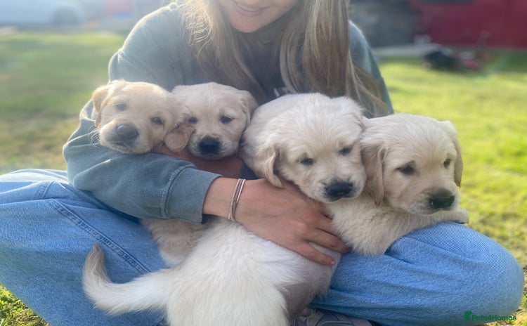 Golden Retriever dogs - Advert 2