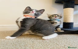 Domestic Shorthair cats for sale: Ragdoll Cross X DSH - Image 20