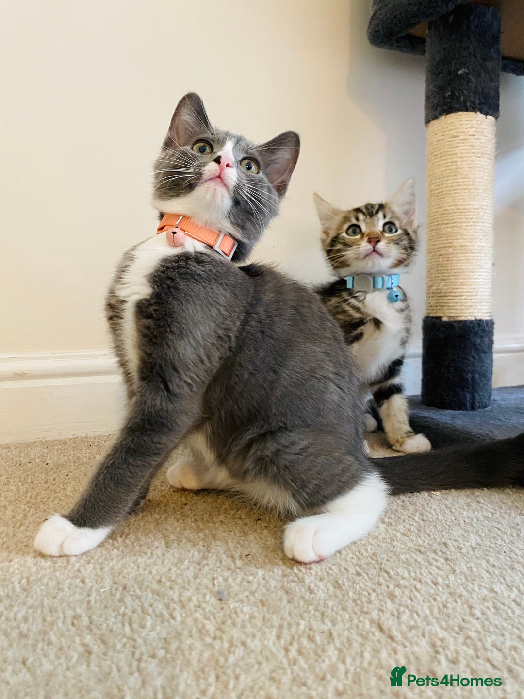 Domestic Shorthair cats for sale: Ragdoll Cross X DSH - Image 20